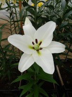 [4192 Tisento VZ No102.JPG]